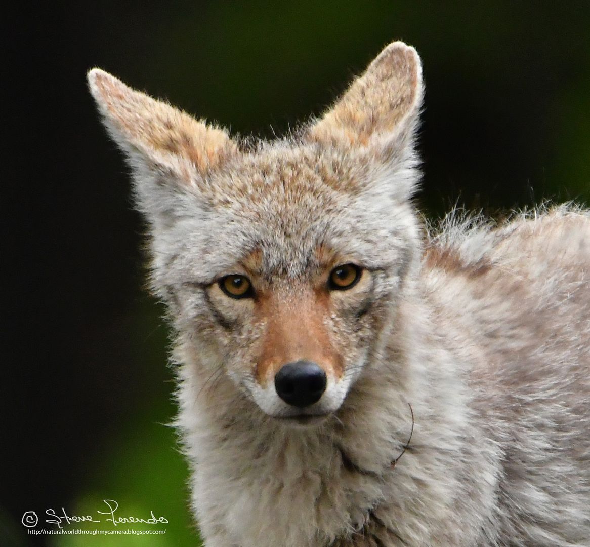 "Natural World" Through My Camera OTHER PREDATORS IN THE YELLOWSTONE